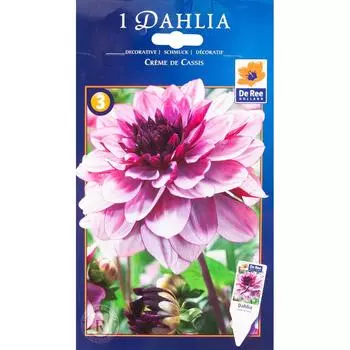 Георгина декоративная «Крем де Кассис»