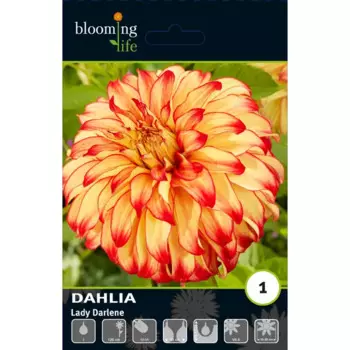 Георгина декоративная Лэди Дарлен луковицы I