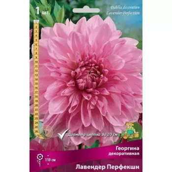Георгина декоративная Лавендер Перфекшн луковица I