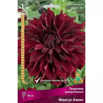 Георгина декоративная Мингус Алекс луковица I