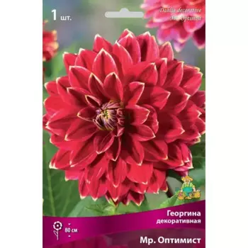 Георгина декоративная Мр. Оптимист луковица I