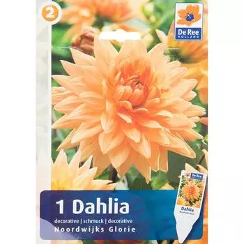 Георгина декоративная «Нурдвиг Глори»