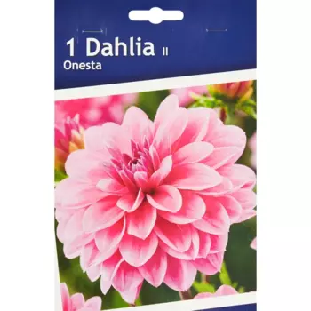 Георгина декоративная Онеста