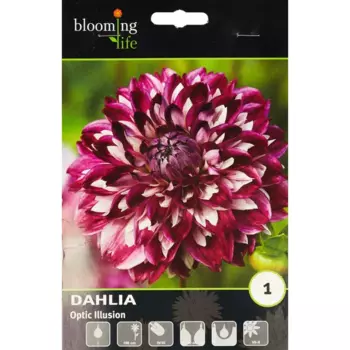 Георгина декоративная Оптик Иллюжн