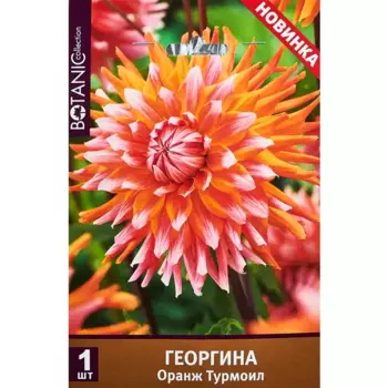 Георгина декоративная Оранж Турмоил 100 мм