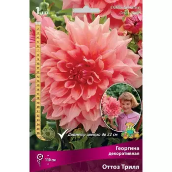 Георгина декоративная Оттоз Трилл луковица I