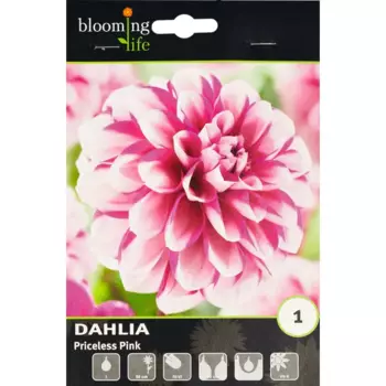 Георгина декоративная Прайслесс Пинк