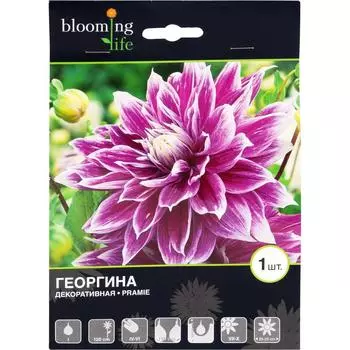 Георгина декоративная Прамие I, 1 шт