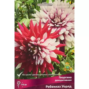 Георгина декоративная Ребекказ Уорлд