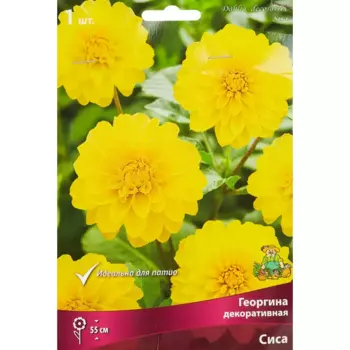Георгина декоративная Сиса