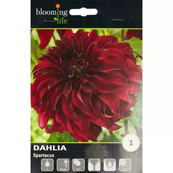 Георгина декоративная Спартакус