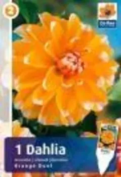 Георгина «Дуэт» цвет оранжевый