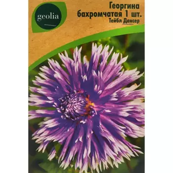 Георгина Geolia бахромчатая Тейбл Дансер
