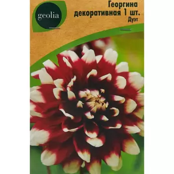 Георгина Geolia декоративная Дуэт