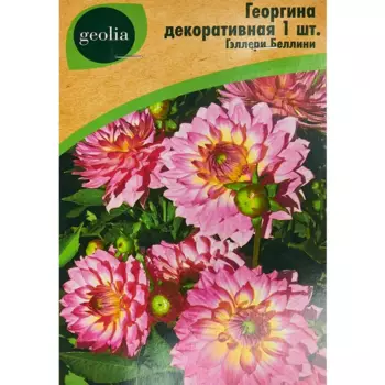 Георгина Geolia декоративная Гэллери Беллини