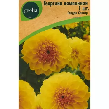 Георгина Geolia помпонная Голден Септер