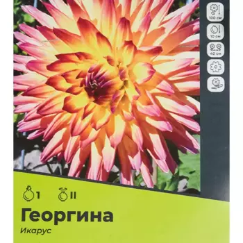 Георгина Икарус разбор II