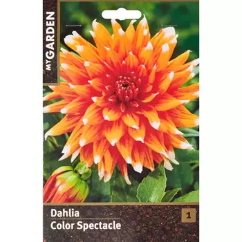 Георгина кактусовая Колор Спектакль