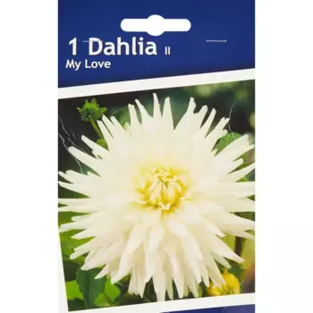 Георгина кактусовая Май Лав