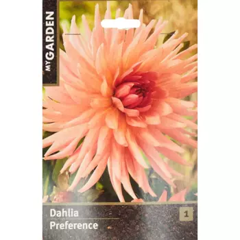 Георгина кактусовая Преференс