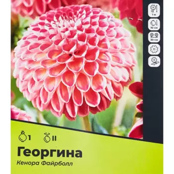 Георгина Кенора Файрболл разбор II