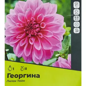 Георгина Лилак Тайм разбор II