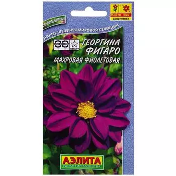 Георгина махровая фиолетовая «Фигаро»