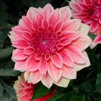 Георгина Парковая Берлинер Клине (I)