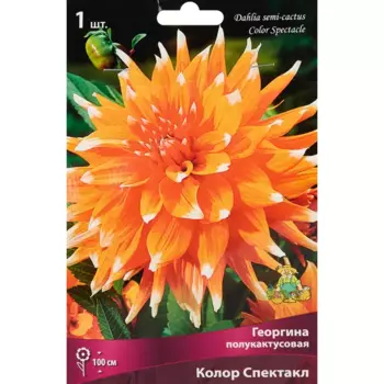 Георгина полукактусовая Колор Спектакл