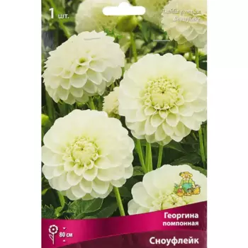 Георгина помпонная Сноуфлейк