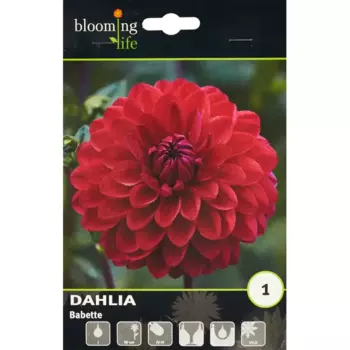 Георгина шаровидная Бабетта