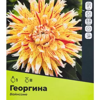 Георгина Вайнсоме разбор II