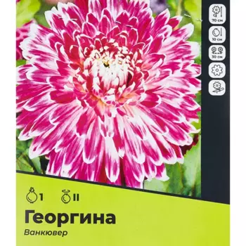 Георгина Вакювер разбор II