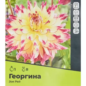 Георгина Зоя Рей разбор II