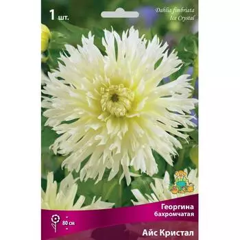 Георгины бахромчатые Айс Кристал