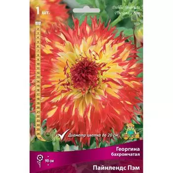 Георгины бахромчатые Пайнлендс Пэм
