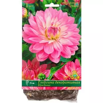 Георгины декоративные «Кристина», 1 шт.