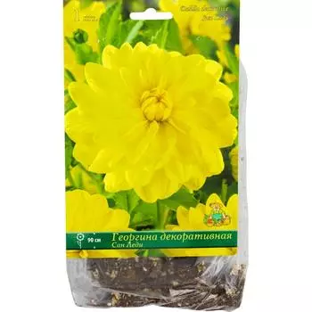 Георгины декоративные «Сан Леди», 1 шт.