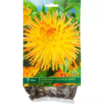Георгины кактусовые «Спассмахер», 1 шт.