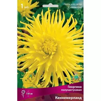 Георгины полукактусовые Кеннемерланд I, 1 шт
