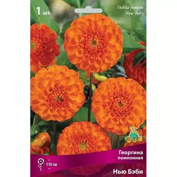 Георгины помпонные Нью Бэби