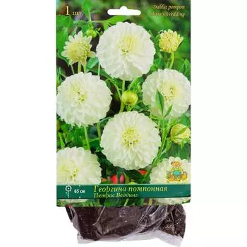 Георгины помпонные «Петрас Веддинг», 1 шт.