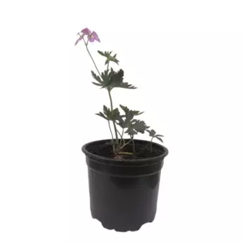 Герань садовая микс 12 h7 см