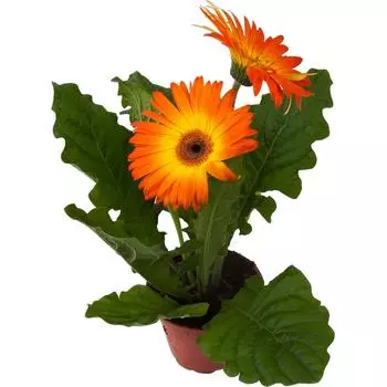 Гербера 12х28 см