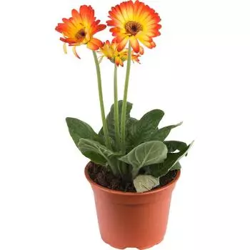 Гербера Mix 12х25 см