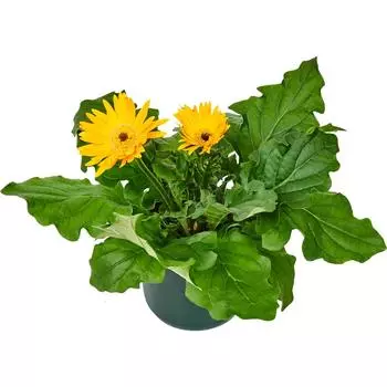 Гербера Премиум