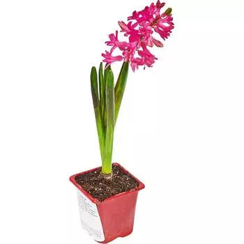 Гиацинт 7x17 см