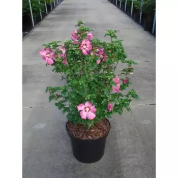 Гибискус сирийский 21 h15 - 30 см