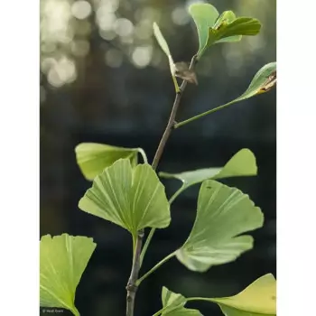Гинкго Билоба 21 h30 - 40 см