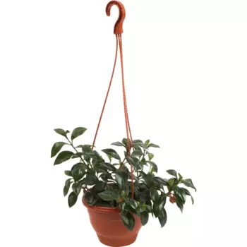 Гипоцирта Микс 16x25 см